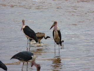 Maasai Mara, Kenia, safari