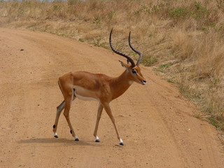 Maasai Mara, Kenia, safari