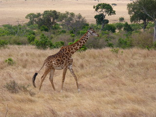 Maasai Mara, Kenia, safari
