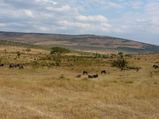 Obraz premium Maasai Mara, Kenia, safari
