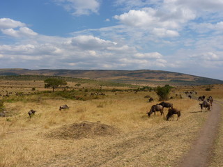 Fototapeta na wymiar Maasai Mara, Kenia, safari