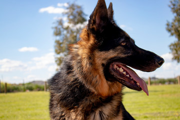 German shepherd profile