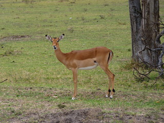 Maasai Mara, Kenia, safari