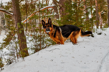 Dog German Shepherd in a winter day