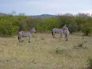 Obraz premium Maasai Mara, Kenia, safari