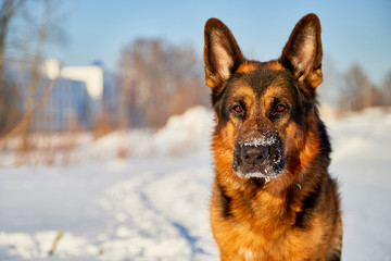 Dog German Shepherd in a winter day