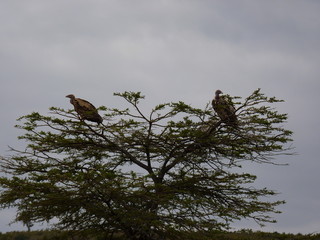 Maasai Mara, Kenia, safari