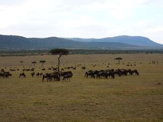 Naklejka na ściany i meble Maasai Mara, Kenia, safari