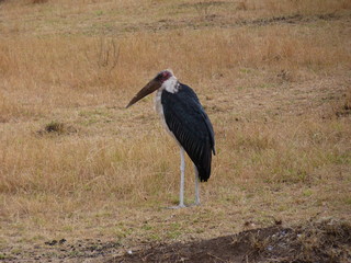 Maasai Mara, Kenia, safari