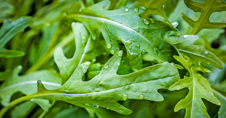 fesh roquette/rucola/wild rocket / (type of lettuce) in a glasshouse © Vera Kuttelvaserova