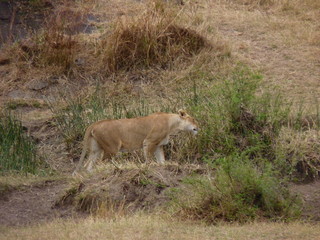 Maasai Mara, Kenia, safari