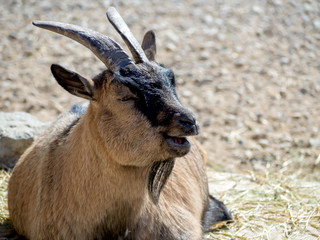 portrait of male Billy Goat