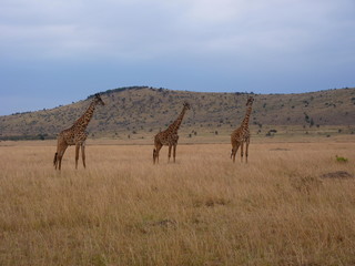 Maasai Mara, Kenia, safari