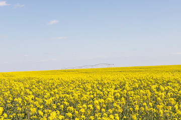 Obraz premium Canola field and water fountains