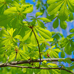 Blätter der Rosskastanie, Aesculus hippocastanum