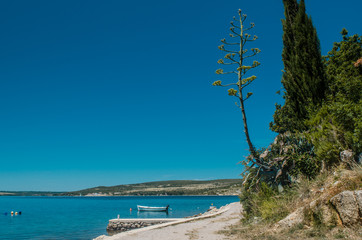 A tree by a beach