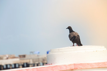 Obraz premium Pigeon on the house terrace with loneliness