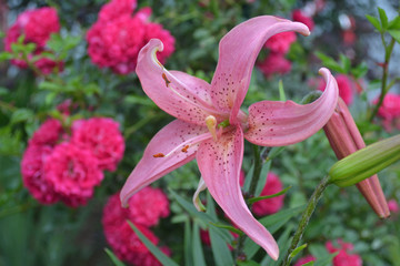 Beautiful blooming pink lily flower in the garden