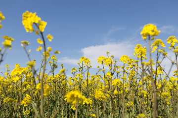 Canola field and water fountains