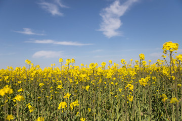 Canola field and water fountains
