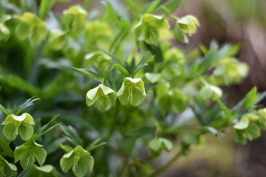 Gr&uuml;ne Nieswurz (Helleborus viridis)