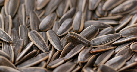 Sunflower dry seed