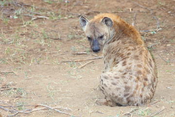 Tüpfelhyäne / Spotted hyaena / Crocuta crocuta