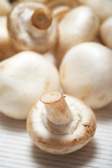 Mushrooms close up
