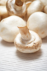 Mushrooms close up