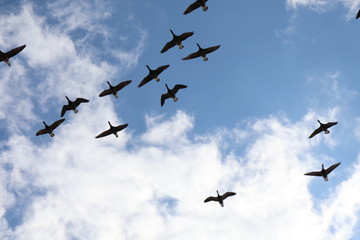 zugvögel