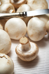 Mushrooms close up