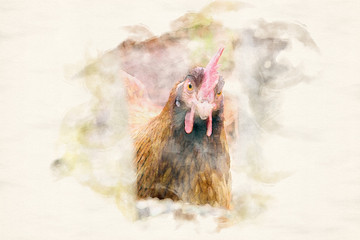 closeup of chicken looking through wooden fence