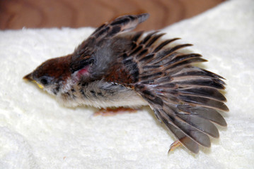 かわいいこすずめ