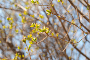 first buds on trees in spring. selective focus. 