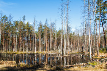 Pine tree forest in spring in Latvia