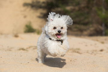 Running Havanese dog