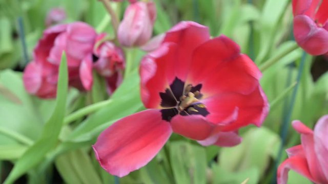 Tulips flower in the garden,Nature concept.
