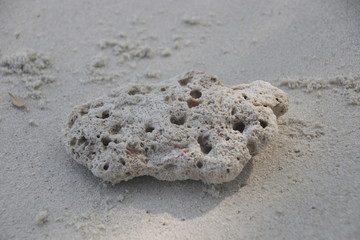 White Coral on the Fine Sand , Strolling on the Beach , Summer Holidays