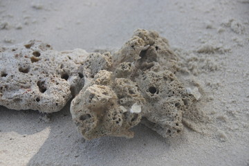 White Coral on the Fine Sand , Strolling on the Beach , Summer Holidays