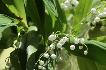 Lily of the valley. Convallaria majalis