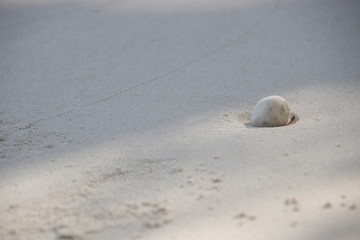 White Coral on the Fine Sand , Strolling on the Beach , Summer Holidays