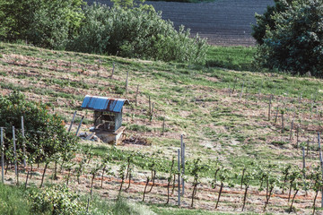 A young vineyard