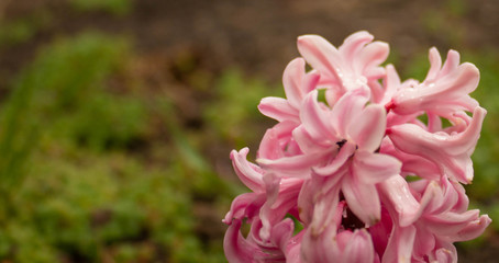 Pink hyacinth on a cloudy day close up and a red blossoming tulip