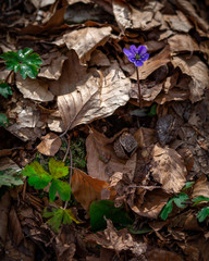 Fioritura di anemone