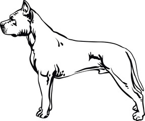 Pit Bull Terrier, Pitbull