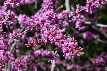 Obraz premium Beautiful pink flowers of Japanese ornamental apple tree.