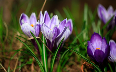 Fototapeta premium Crocus (plural: crocuses or croci) is a genus of flowering plants in the iris family. Flowers close-up on a blurred natural background. The first spring flower in the garden