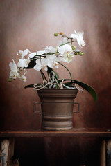 Orchidea bianca