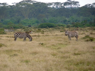 Fototapeta na wymiar Naivasha lake, Kenya, safari