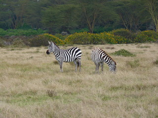 Fototapeta na wymiar Naivasha lake, Kenya, safari